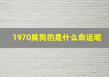 1970属狗的是什么命运呢