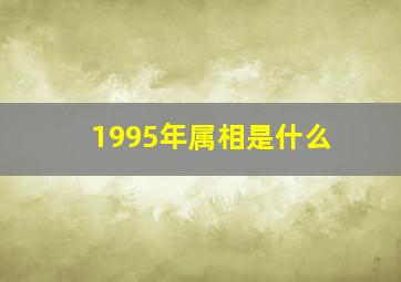 1995年属相是什么