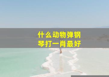 什么动物弹钢琴打一肖最好