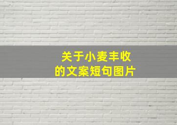 关于小麦丰收的文案短句图片