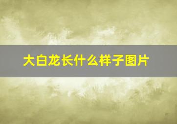 大白龙长什么样子图片