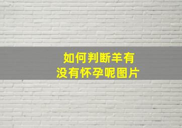 如何判断羊有没有怀孕呢图片