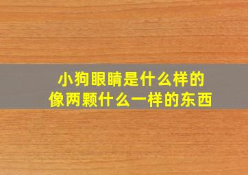 小狗眼睛是什么样的像两颗什么一样的东西