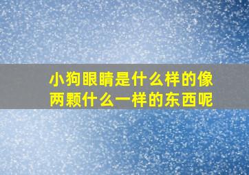 小狗眼睛是什么样的像两颗什么一样的东西呢