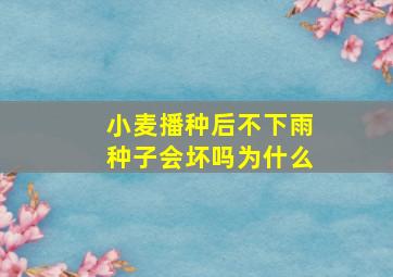 小麦播种后不下雨种子会坏吗为什么