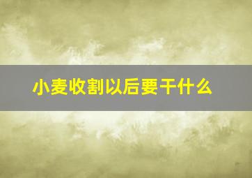 小麦收割以后要干什么