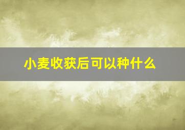 小麦收获后可以种什么