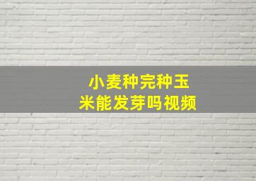 小麦种完种玉米能发芽吗视频