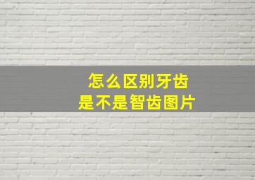 怎么区别牙齿是不是智齿图片