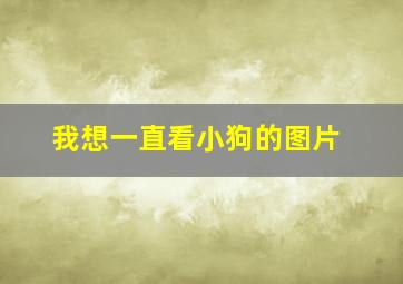 我想一直看小狗的图片