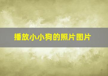 播放小小狗的照片图片