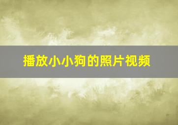 播放小小狗的照片视频