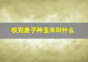 收完麦子种玉米叫什么