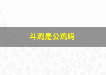 斗鸡是公鸡吗