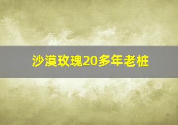 沙漠玫瑰20多年老桩