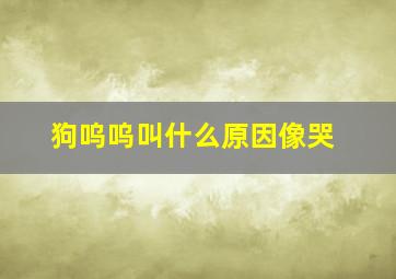 狗呜呜叫什么原因像哭