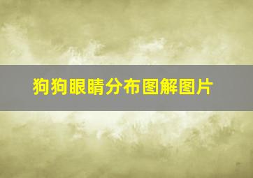 狗狗眼睛分布图解图片