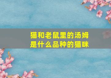 猫和老鼠里的汤姆是什么品种的猫咪