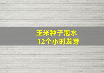 玉米种子泡水12个小时发芽