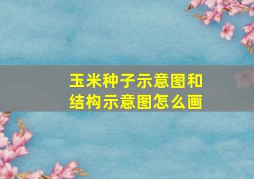 玉米种子示意图和结构示意图怎么画