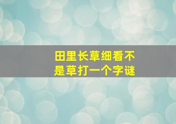 田里长草细看不是草打一个字谜