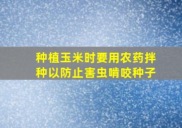 种植玉米时要用农药拌种以防止害虫啃咬种子