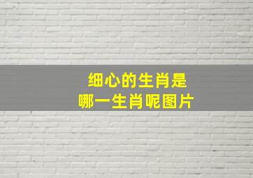 细心的生肖是哪一生肖呢图片