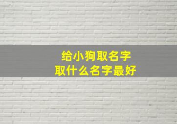 给小狗取名字取什么名字最好