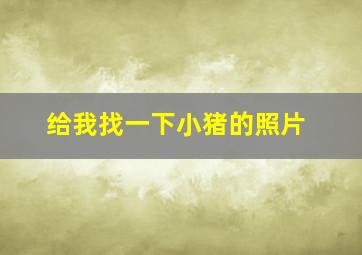 给我找一下小猪的照片