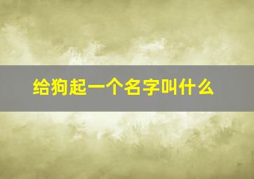 给狗起一个名字叫什么