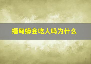 缅甸蟒会吃人吗为什么