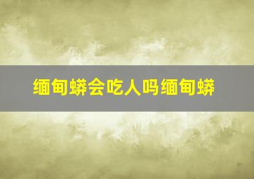 缅甸蟒会吃人吗缅甸蟒