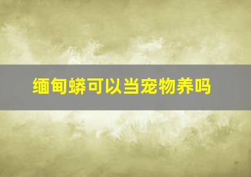 缅甸蟒可以当宠物养吗