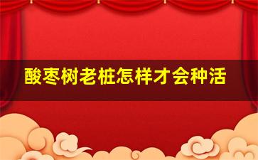 酸枣树老桩怎样才会种活