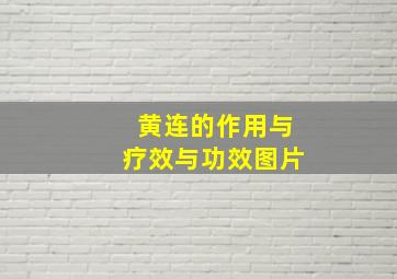 黄连的作用与疗效与功效图片