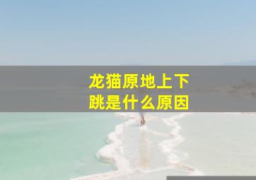 龙猫原地上下跳是什么原因