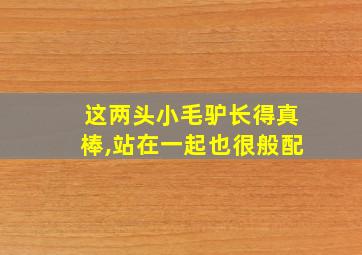 这两头小毛驴长得真棒,站在一起也很般配